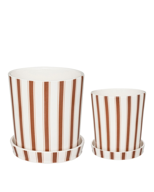 ESPRESSO - CHẬU CÂY