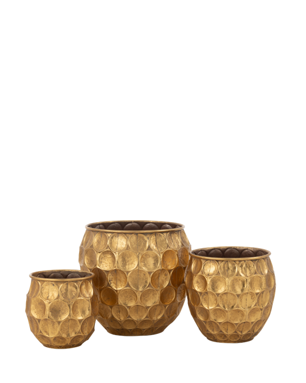 COMPRESSA - CHẬU CÂY