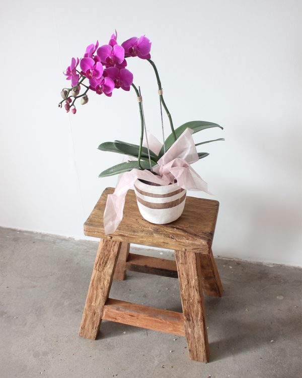 DARULAR - GHẾ ĐẨU